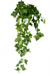 022 Veštaćke lozice   